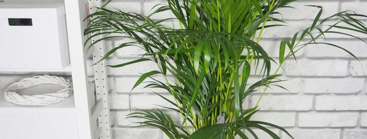 Крупномерные растения в нашем ассортименте! 